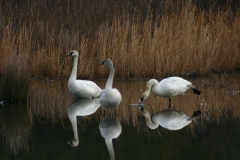 primrose swans 2 (2)